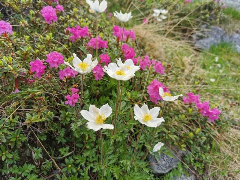  - Munții Rodnei - iunie 2022