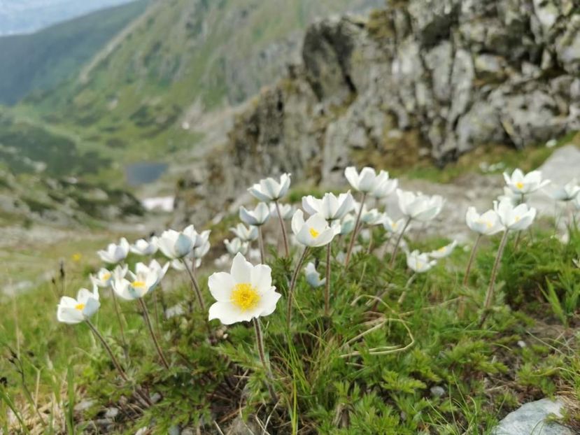  - Munții Rodnei - iunie 2022