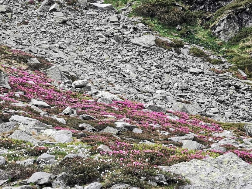  - Munții Rodnei - iunie 2022