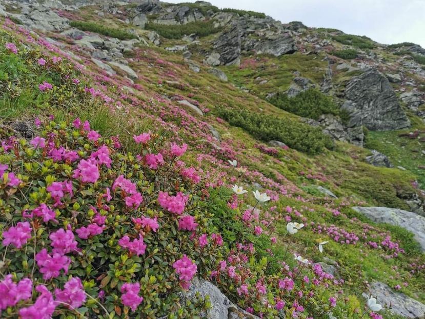  - Munții Rodnei - iunie 2022