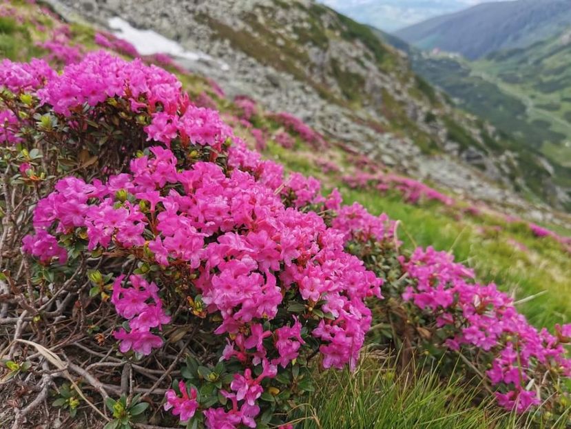  - Munții Rodnei - iunie 2022