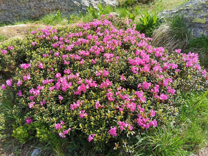  - Munții Rodnei - iunie 2022