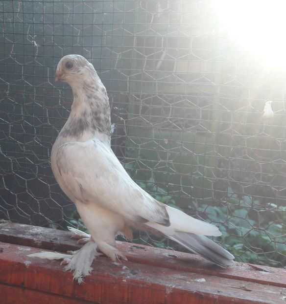 Pui 2022 - Cioc scurt de Berlin 2022