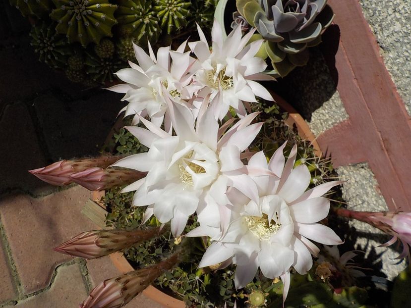  - echinopsis oxygona