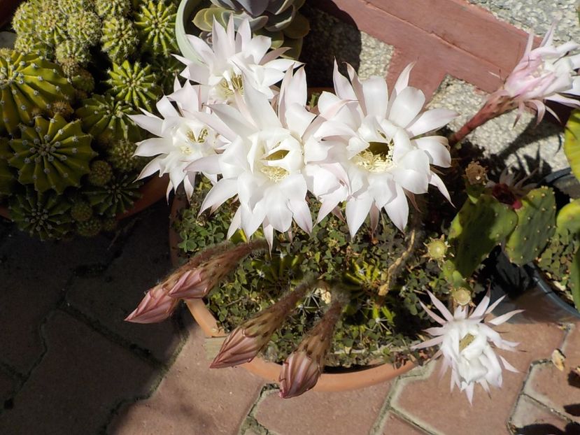  - echinopsis oxygona