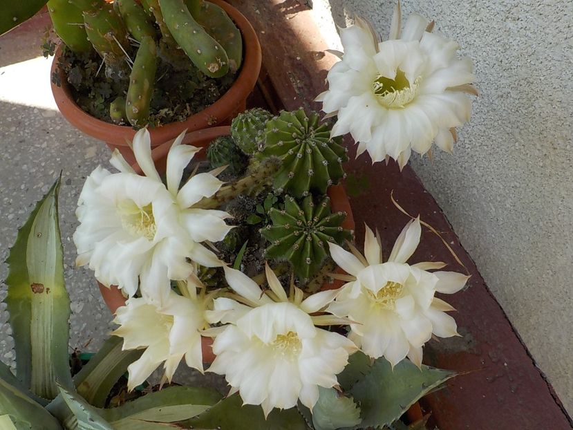  - echinopsis oxygona
