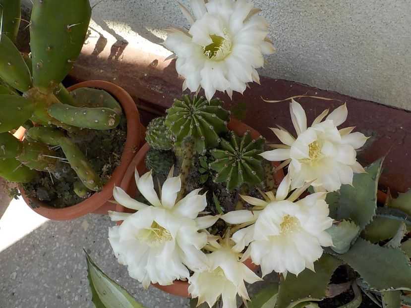  - echinopsis oxygona