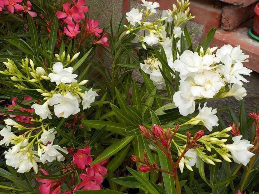  - mont blanc leandru nr 22