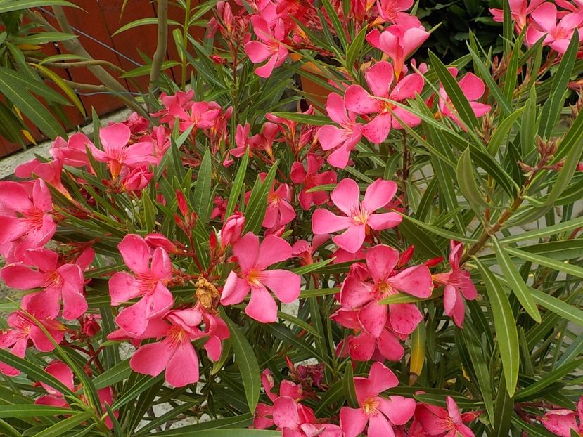  - papa gambeta nr 17