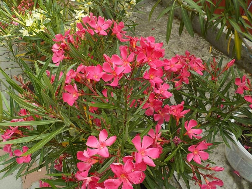  - papa gambeta nr 17