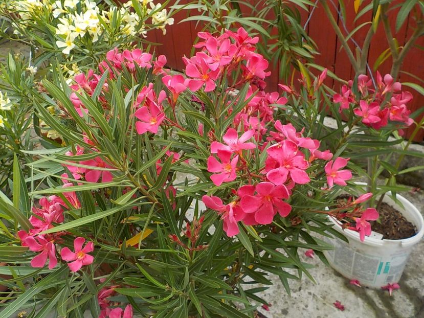  - papa gambeta nr 17