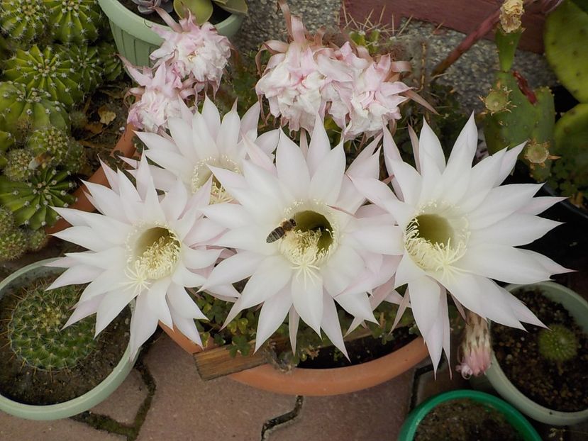  - echinopsis oxygona