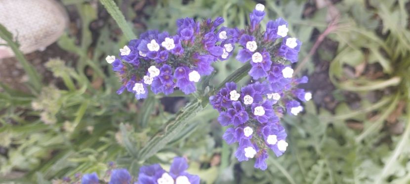  - Limonium 2022