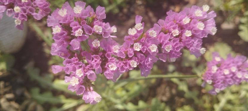  - Limonium 2022