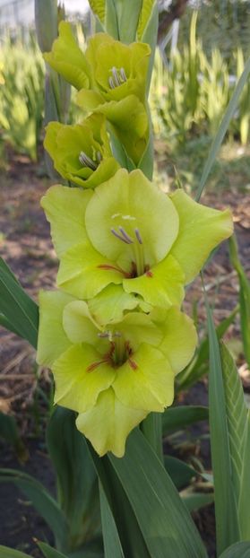  - Gladiole 2022