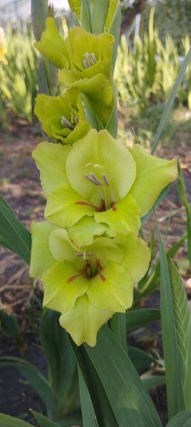  - Gladiole 2022