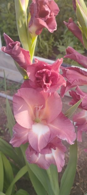  - Gladiole 2022