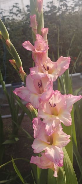  - Gladiole 2022