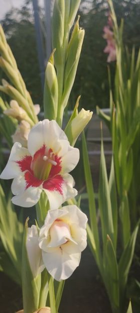  - Gladiole 2022