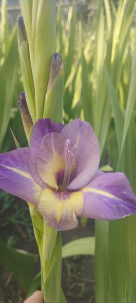  - Gladiole 2022