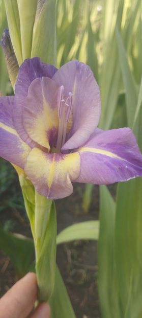  - Gladiole 2022