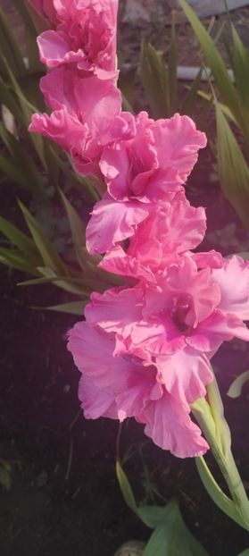  - Gladiole 2022