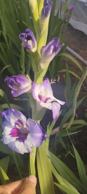  - Gladiole 2022
