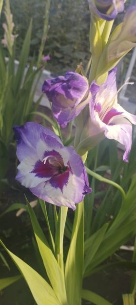  - Gladiole 2022