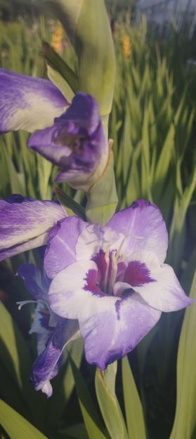  - Gladiole 2022
