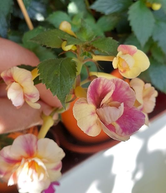  - RFs TROPICANA 2