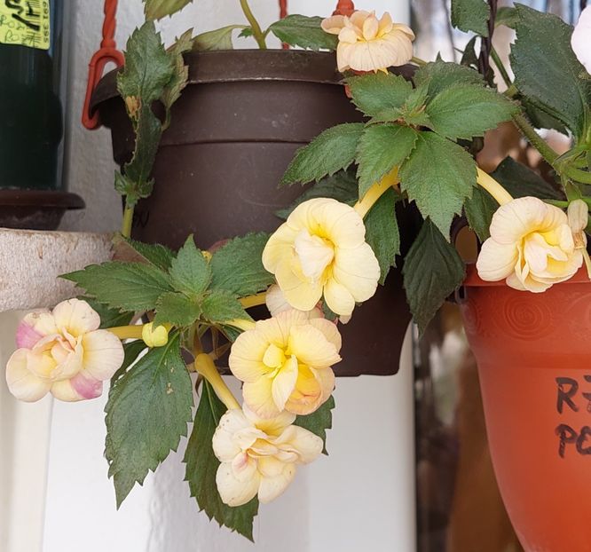  - RFs TROPICANA 2