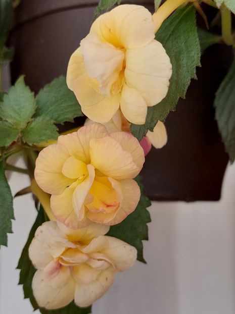  - RFs TROPICANA 2