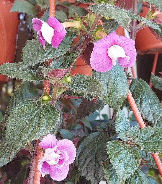  - BRID-S CARLOTTE TERESA