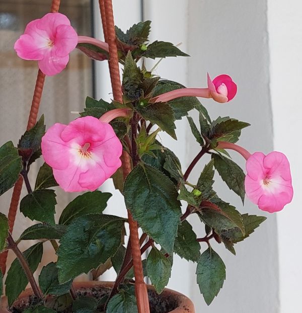  - APPLE BLOSSOM