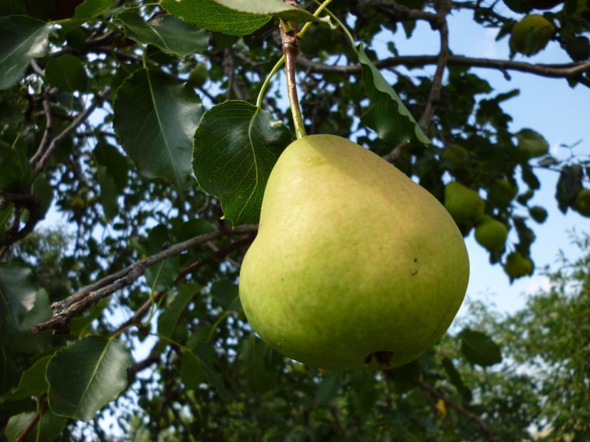 P1020373 - 1A Pomi fructiferi altoiti - toamna - 2023