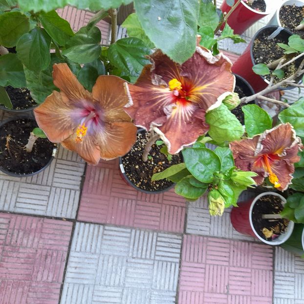 07.07.2022 - HIBISCUSI 2022-2