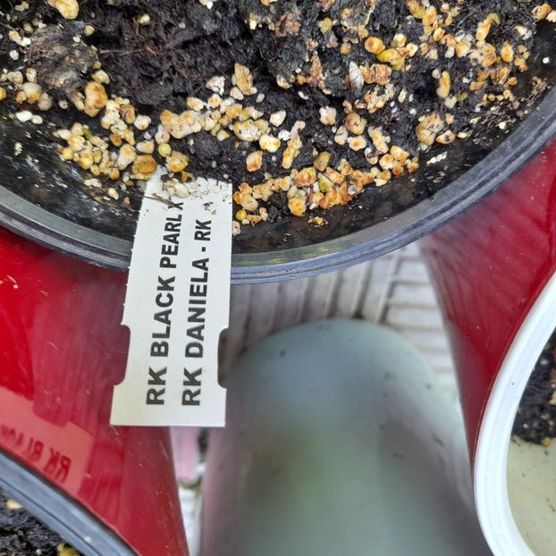 MA Dream - HIBISCUSI DIN SEMINTE-2022