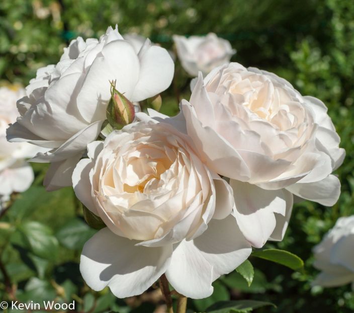 Rosa Desdemona (Auskindling) - TRANDAFIRI ENGLEZESTI de vanzare-2025