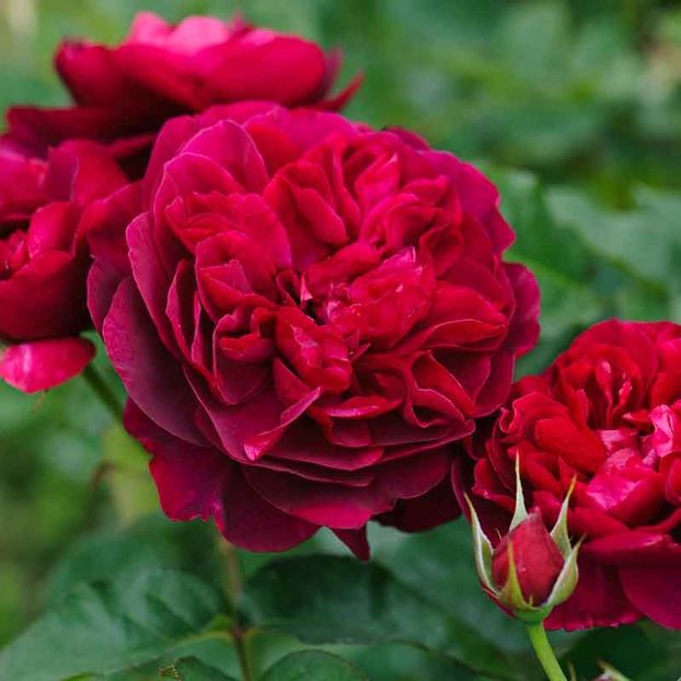 Rosa Darcey Bussel (Ausdecorum) - TRANDAFIRI ENGLEZESTI de vanzare-2025
