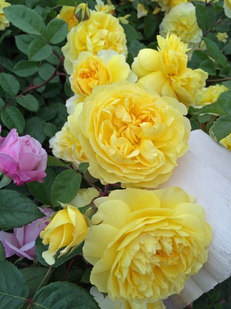 Rosa The Poet's Wife (Auswhirl) - TRANDAFIRI ENGLEZESTI de vanzare-2025