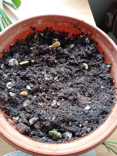 Plumeria Som Krasim 4plante - Plumeria din seminte iulie 2022