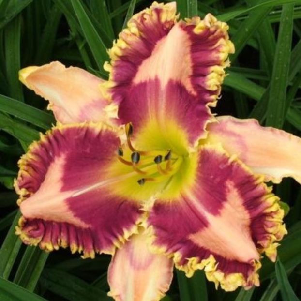 Frilly Lilyan bloomed - Bodalski - 2022