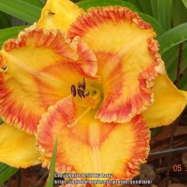 Turn up the Volume - bloomed - Bodalski - 2022