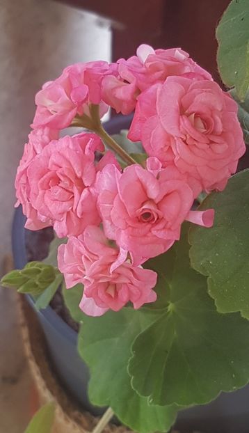  - Grainger s Antique Rose