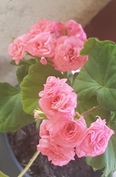 - Grainger s Antique Rose