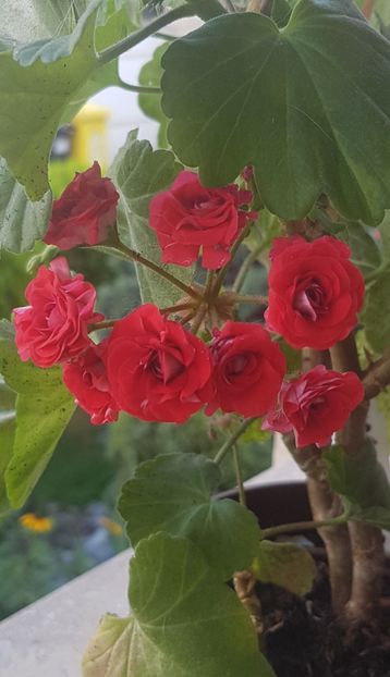  - Trandafiras rosu Noid