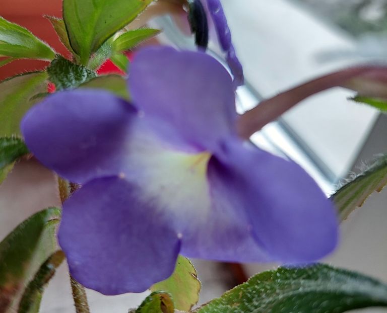 Annie Belle - 2022 - Achimenes