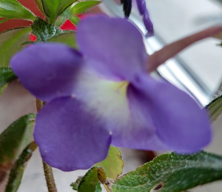 Annie Belle - 2022 - Achimenes