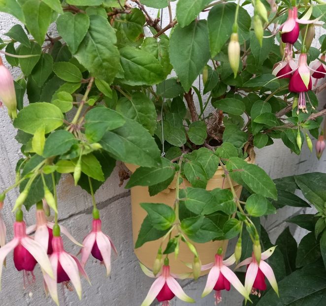  - Sub tutela soarelui