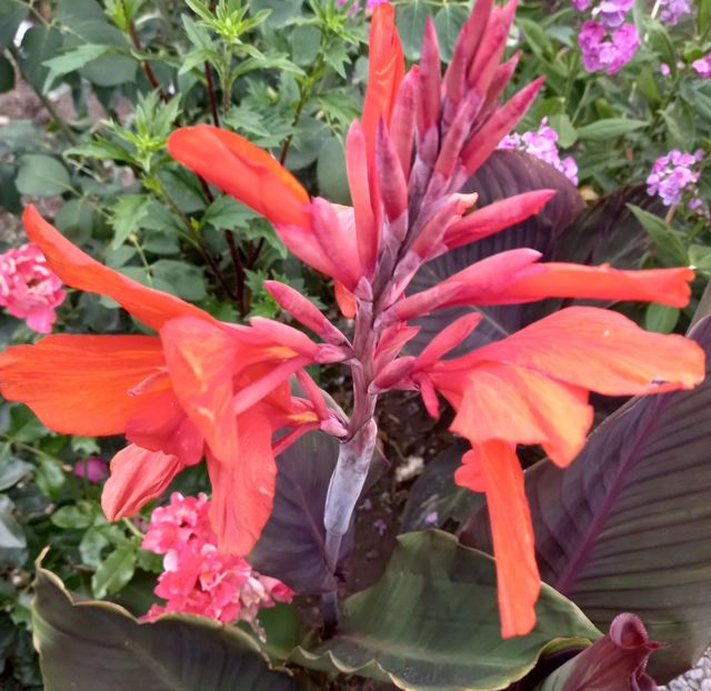  - Sub tutela soarelui